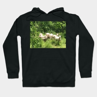 A Flock of Sheep in a Green Pasture Hoodie